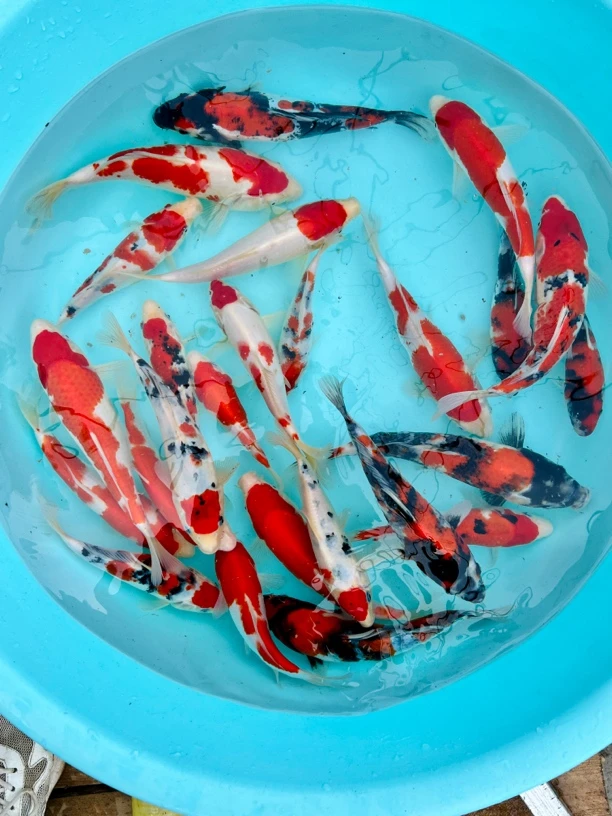 血统红白大正昭和包活不包邮，快递到家开箱视频为售后单尾价格