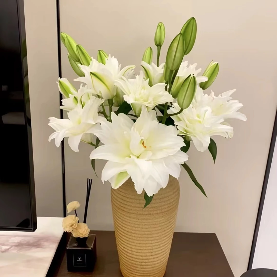 唐【滑雪板多头3支】香水百合斗南花市基地直发