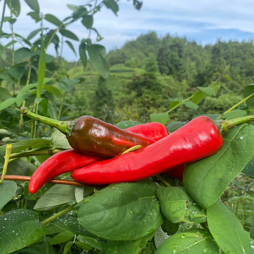 中辣辣椒湖南沙洲新鲜青辣椒农民种植土辣椒香辣薄皮虎皮尖椒现摘
