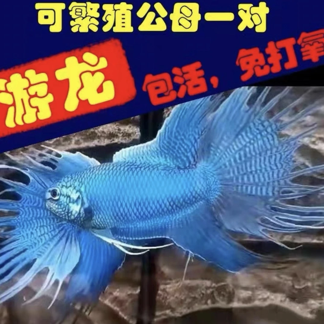 中国斗鱼活体无纹蓝帝王蓝淡水冷水耐活好养活观赏鱼免加温免打氧
