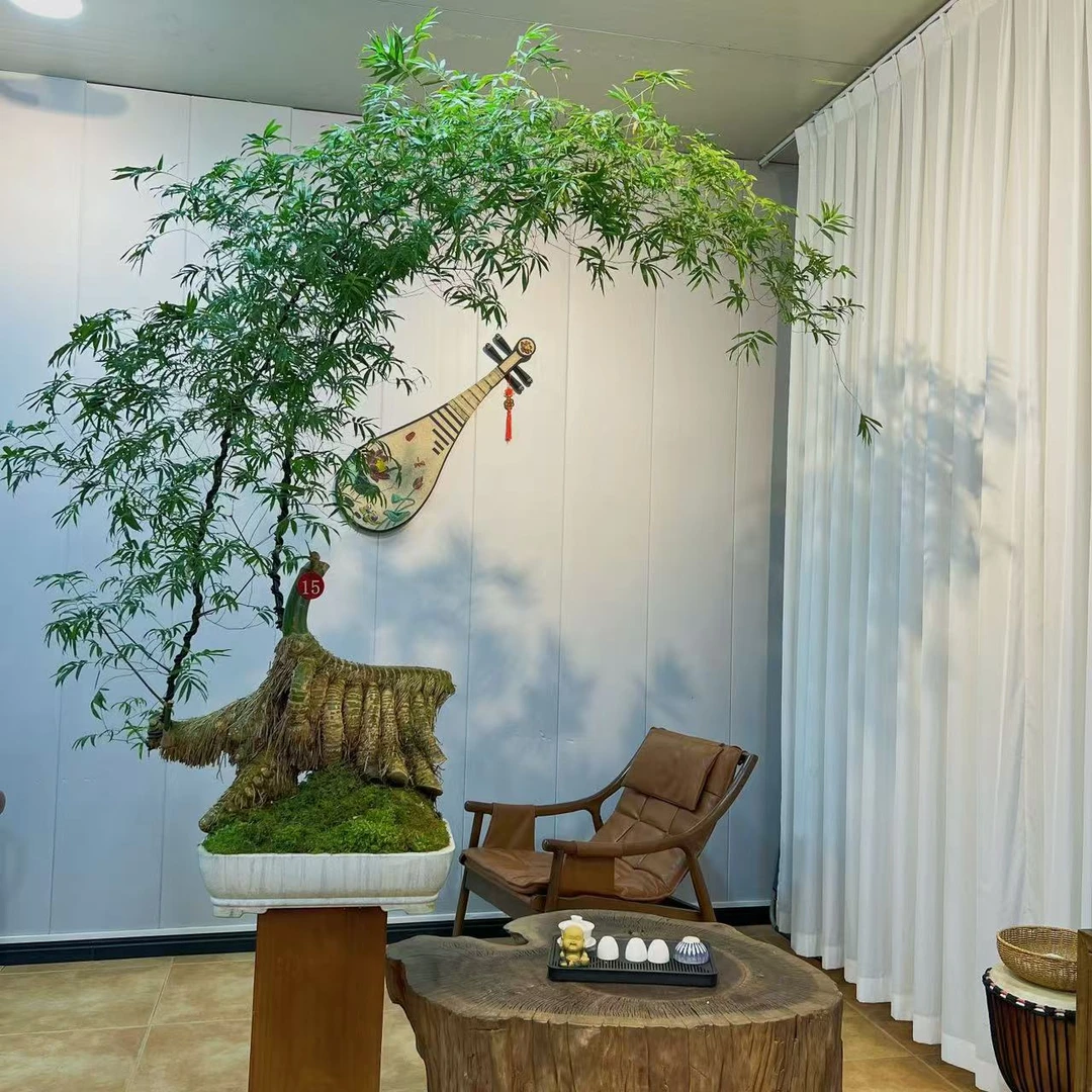 芝竹 老桩怪桩小叶簕竹盆景 室内办公室茶室 高端禅意观赏盆栽