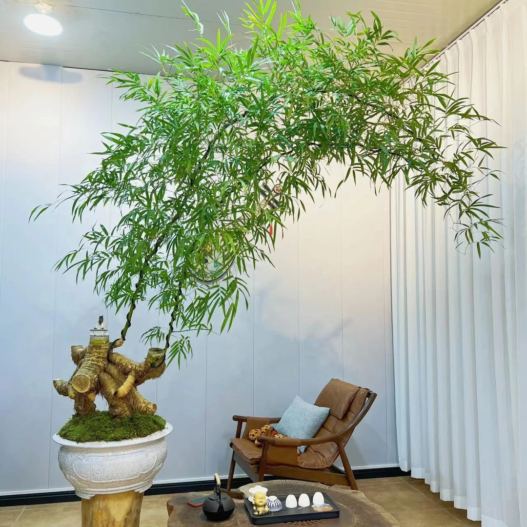芝竹  怪桩老桩小叶簕竹 室内茶室办公室会所 观赏禅意高端盆景