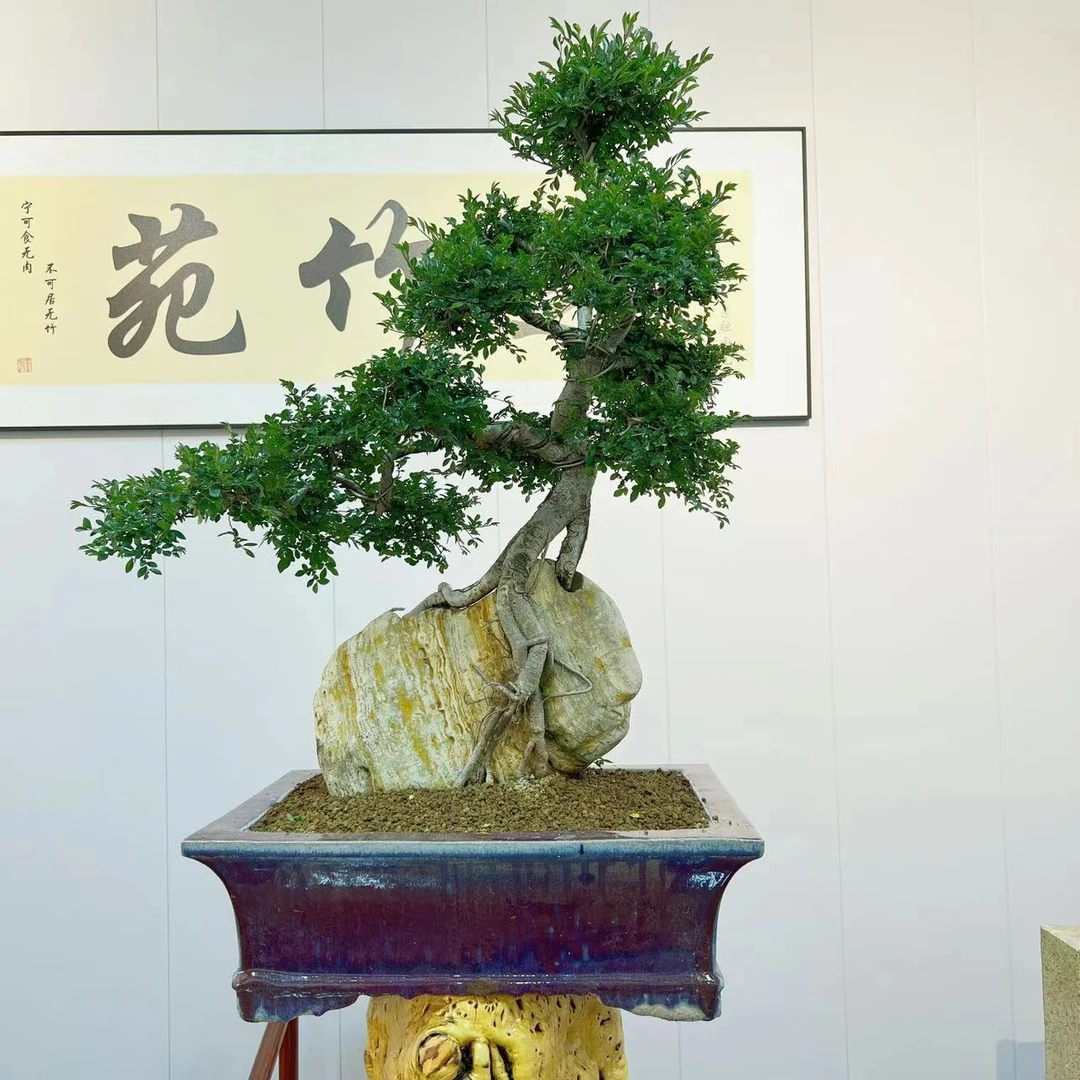 芝竹 老桩小叶红芽抱石榔榆盆栽 室内会所办公室茶室观赏榆树盆景