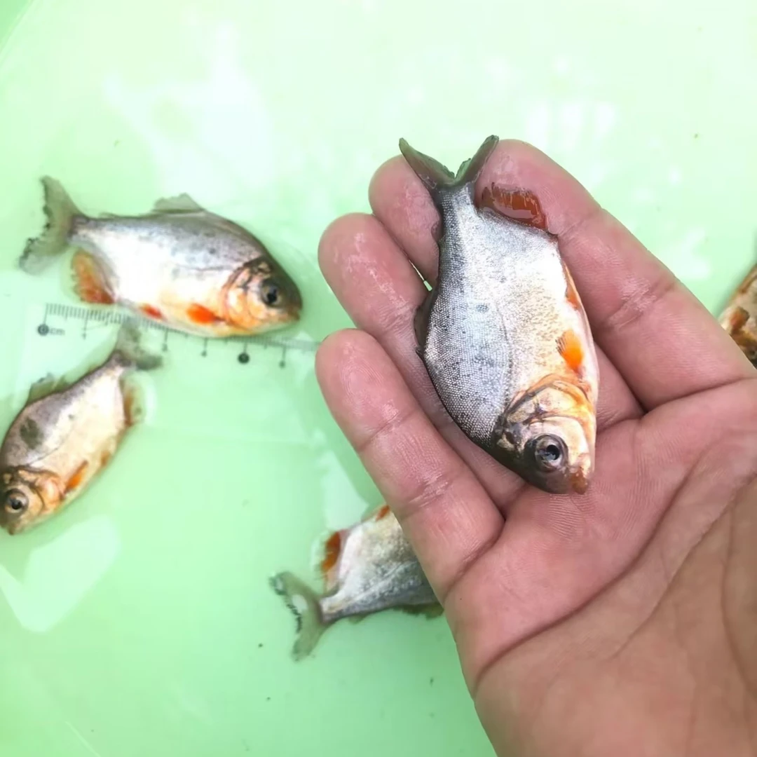 广西淡水红昌鱼 每条10克 淡水生态养殖 中通快递发货