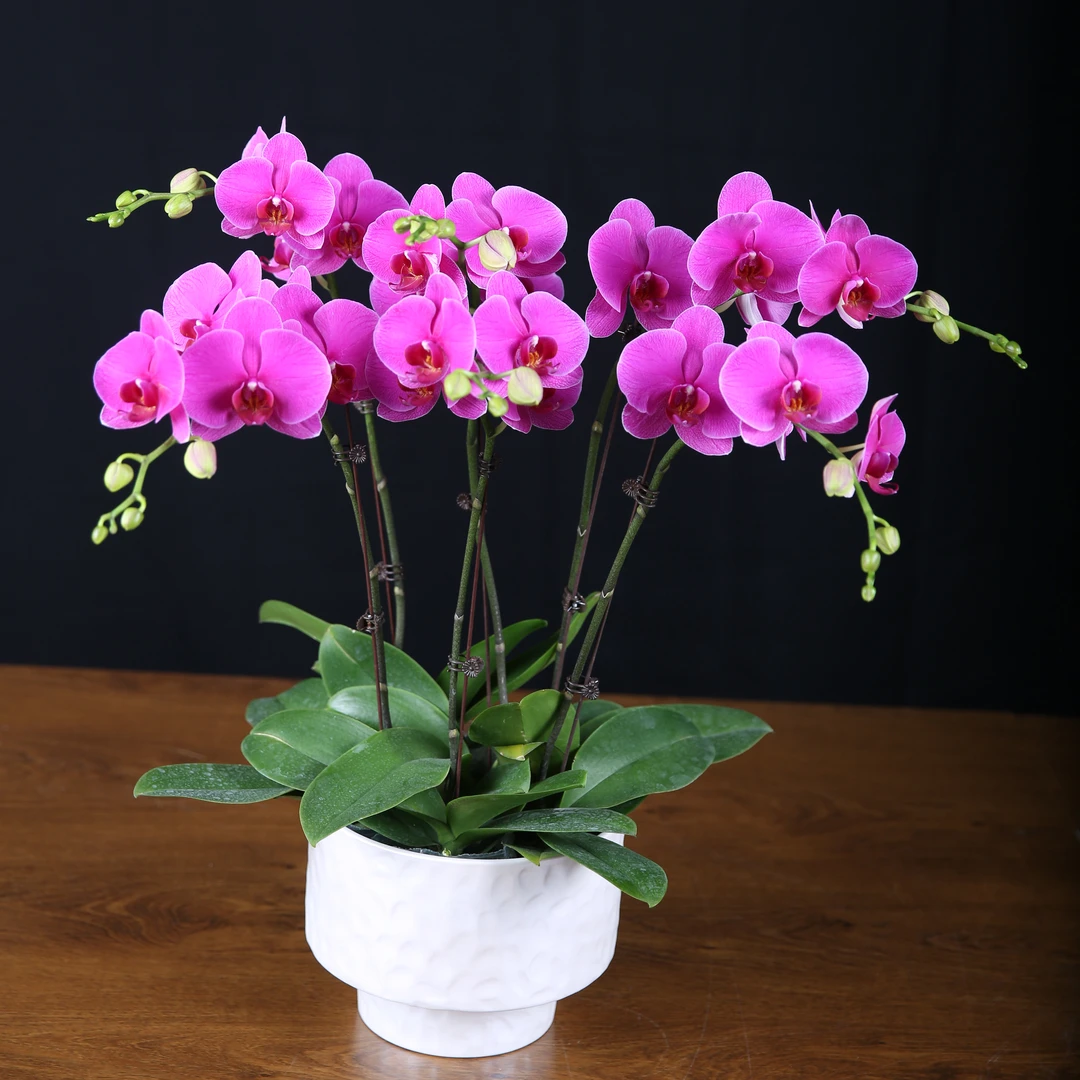 杰杰高【恭喜发财】 蝴蝶兰 室内花花  大花苞好养耐开 花卉盆栽