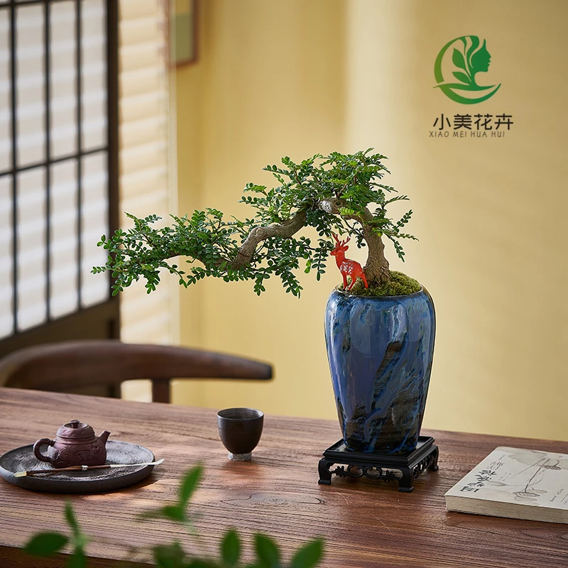 飘枝造型清香胡椒木盆景室内好养盆栽绿植美观茶室客厅阳台淡淡香