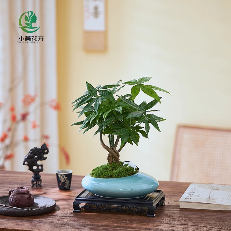 五福发财树造型室内造型盆景办公室桌面植物茶几耐阴好养招财绿植