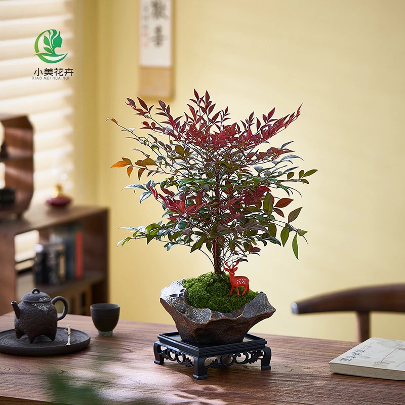 【红宝石南天竹】盆栽四季观叶耐寒植物室内外庭院多年生好养不落叶