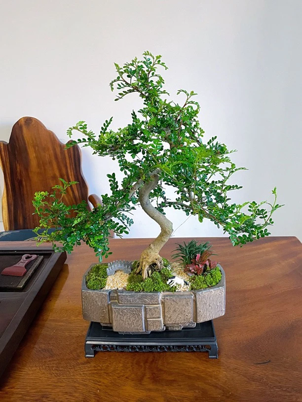 大金砖造型清香胡椒木盆景室内好养盆栽绿植茶室客厅阳台淡淡香