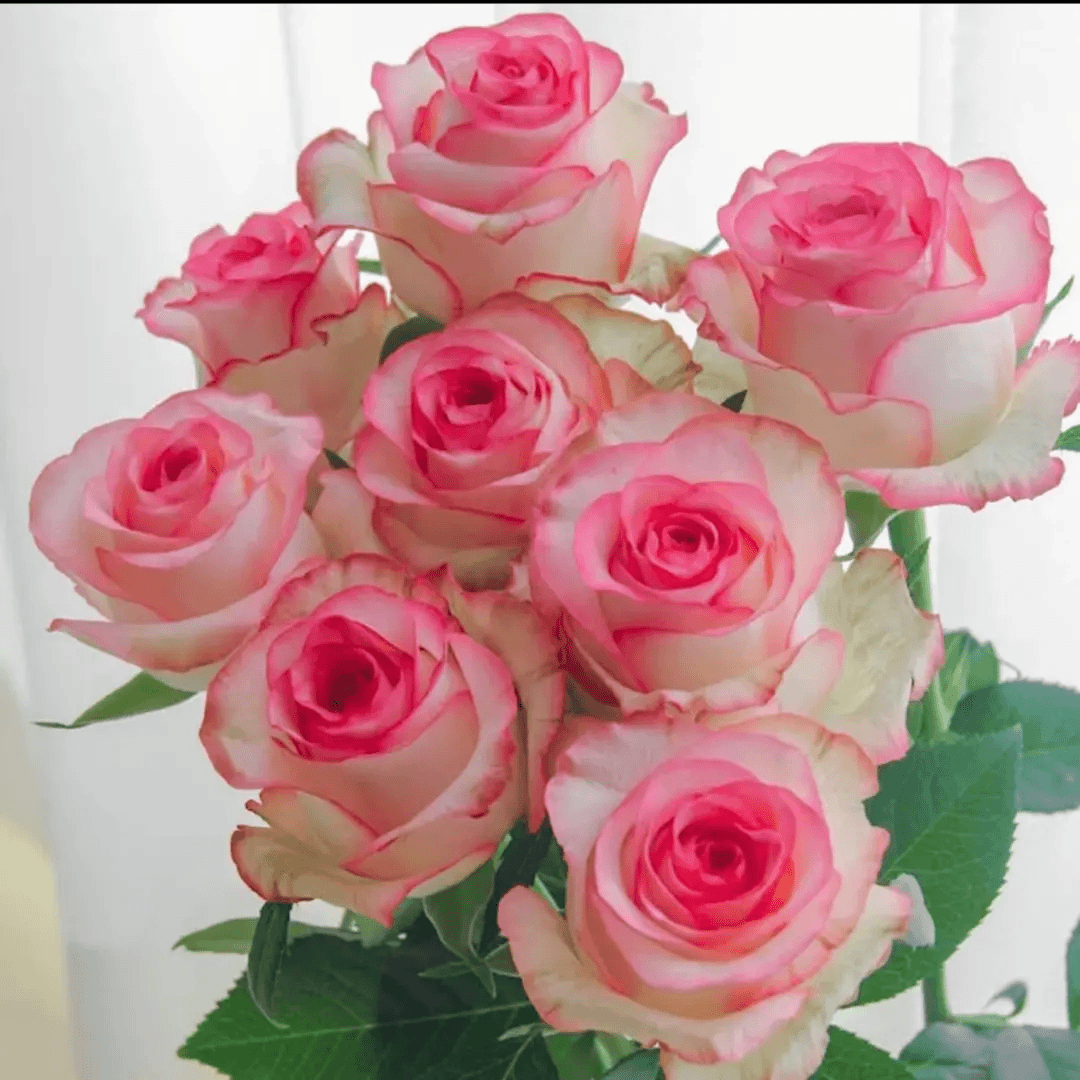 稀有品种【香水爱莎】玫瑰花老桩苗月季盆栽地栽庭院四季循环开花