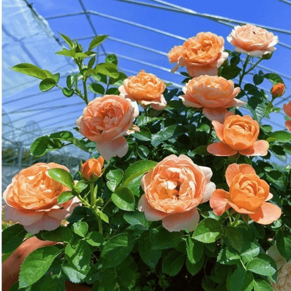 月季花苗果汁阳台玫瑰老桩庭院阳台四季开花浓香耐寒耐热花卉植物