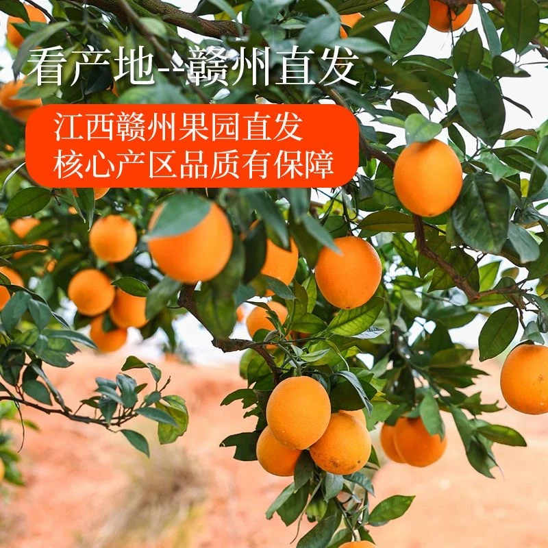 正宗赣南脐橙农家采摘新鲜现摘自家果园产地发货鲜甜细腻农家香甜