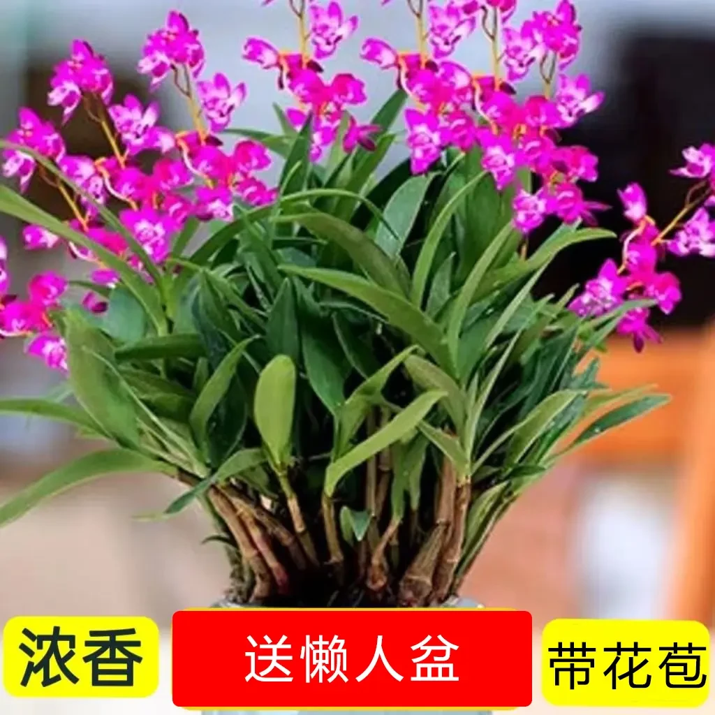 香水石斛兰四季开花水培好养绿植懒人香水铁皮石斛阳台客厅盆栽