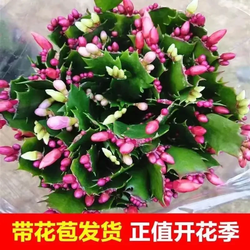 （带花苞）多色蟹爪兰花苗盆栽带花苞四季开花重瓣好养易活室内花