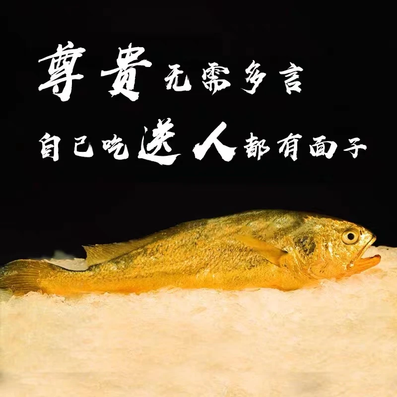 【直播间现拍现称链接】舟山东海野生细麟大黄鱼