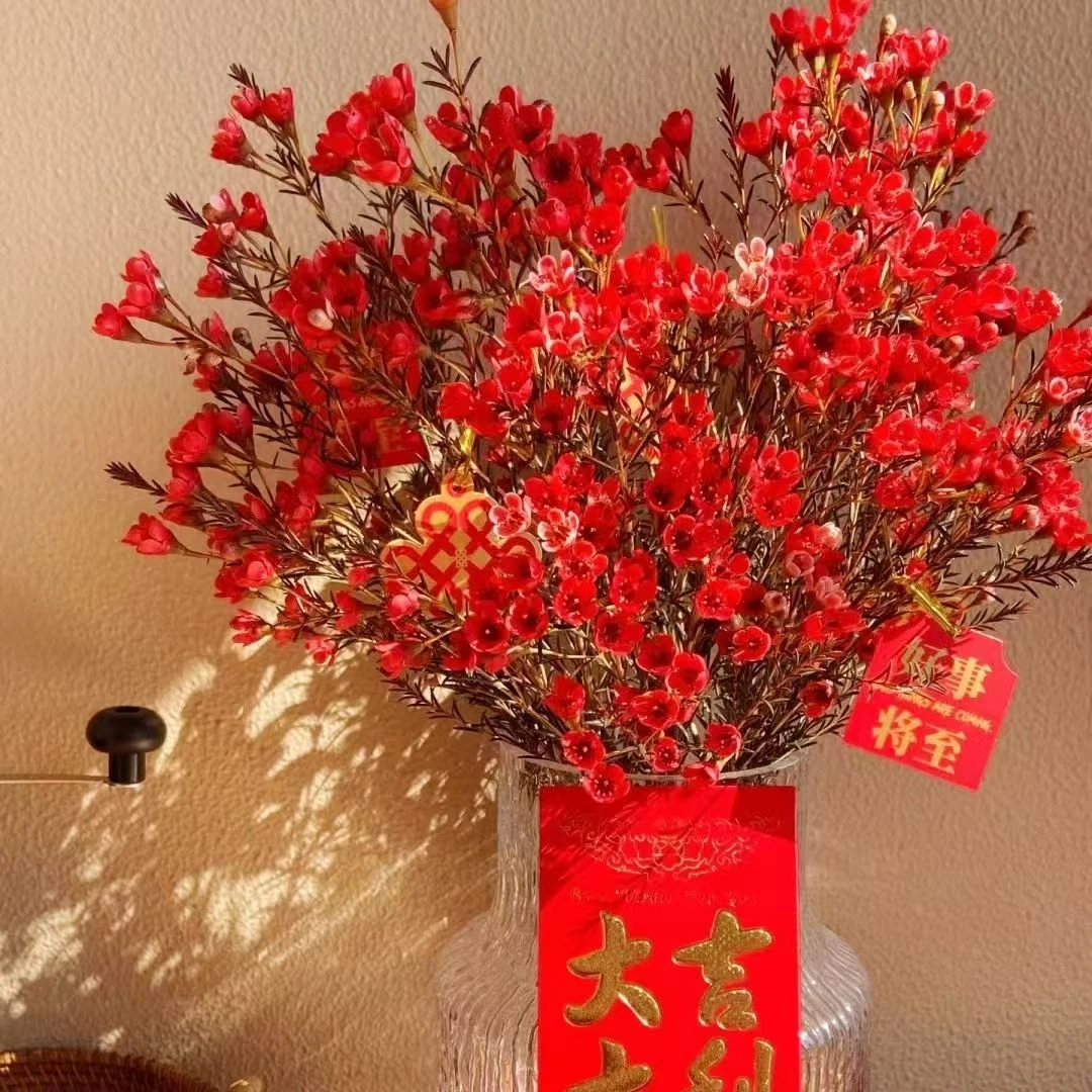 澳洲腊梅鲜花云南基地直发粉色插水养年宵鲜切花耐寒花卉盆栽