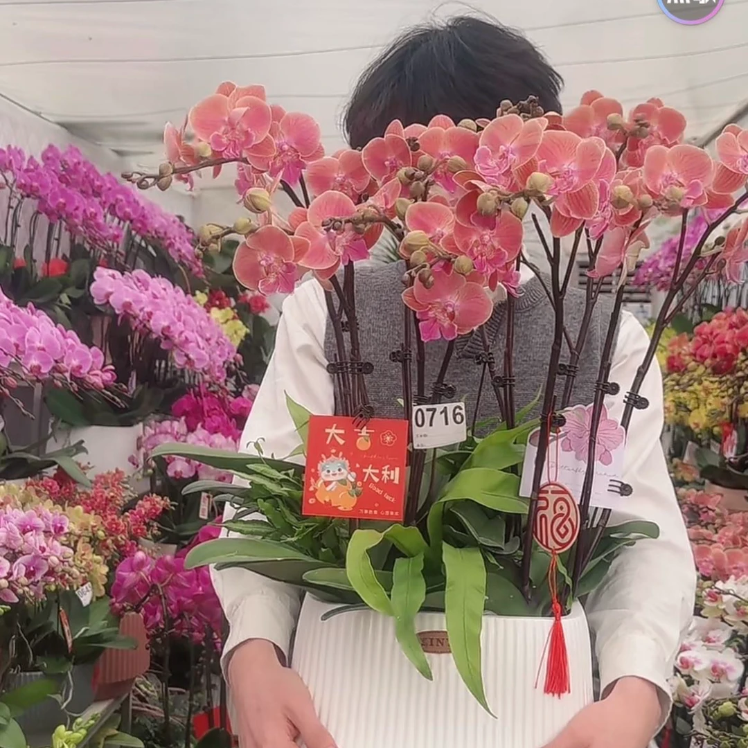 上海专拍，蝴蝶兰，一物一拍，专车配送