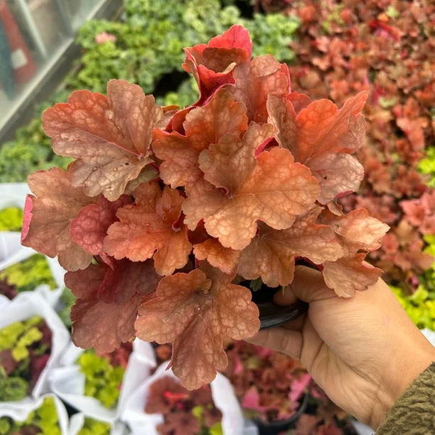 耐寒庭院植物白色植物矾根