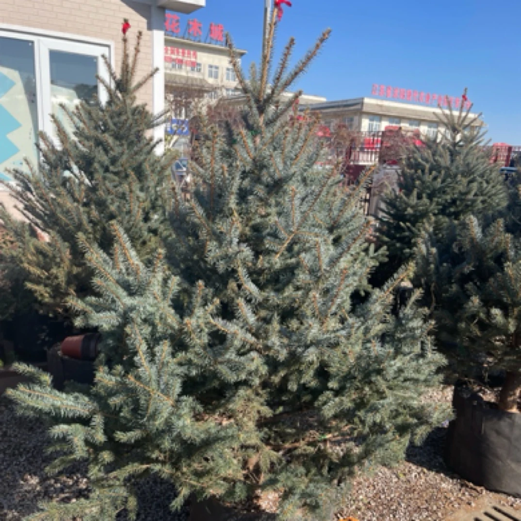 蓝杉树圣诞树冬季耐寒庭院花园植物