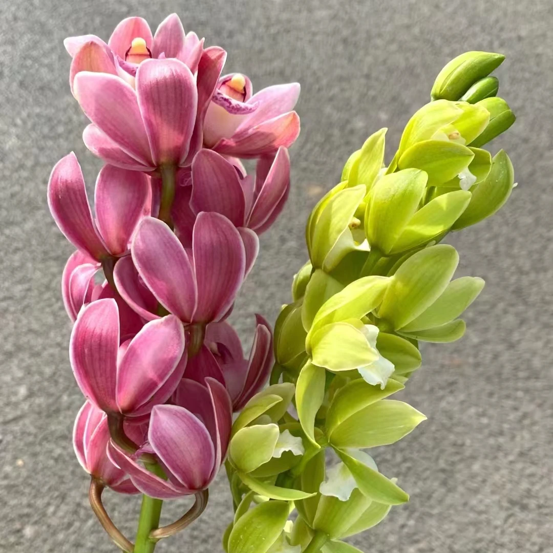 【大花蕙兰2支装 】年宵花鲜切花批发云南昆明基地