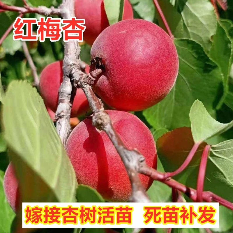 嫁接彭阳红梅杏树苗南方北方种植甜杏子树苗盆栽地栽果树当年结果