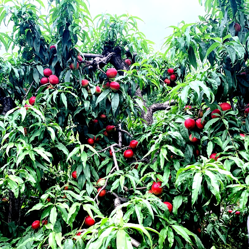 黄桃树苖桃树果苗嫁接苗冬桃油桃树果苗南方北方种植桃苗当年结果