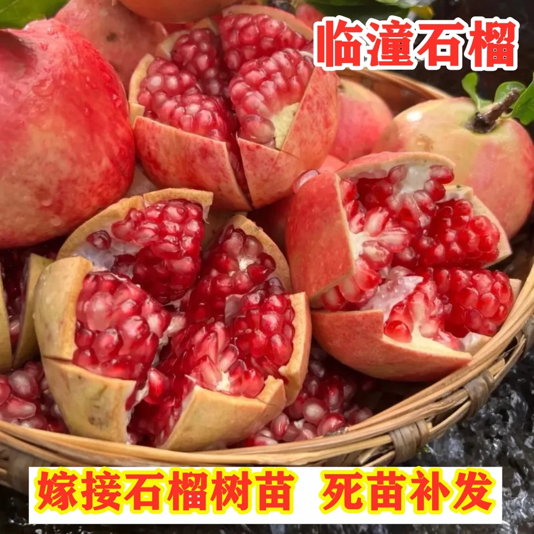 石榴树树苗临潼软籽石榴树苗特大石榴树果苗南方北方盆栽地栽种植