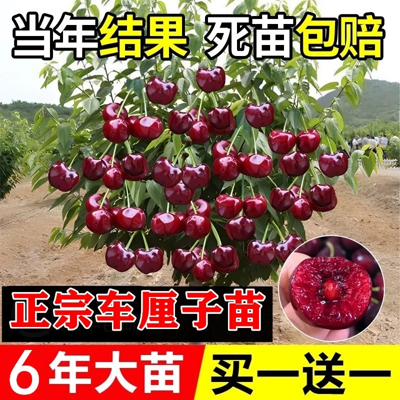 拍一发二车厘子树苗特大樱桃树苖南方北方四季种植地栽庭院果树苗