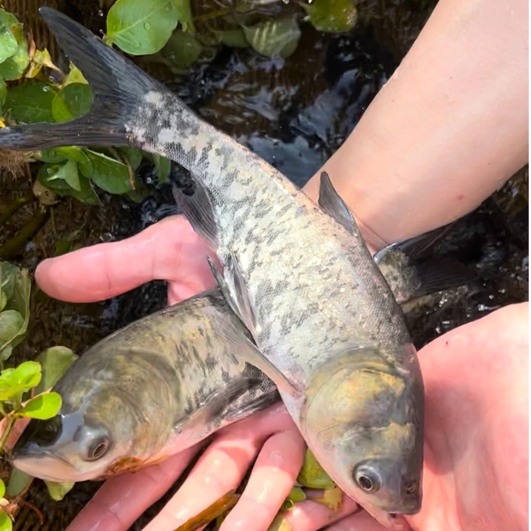 花鲢鱼 大头鱼 淡水养殖 鱼塘水库鱼缸