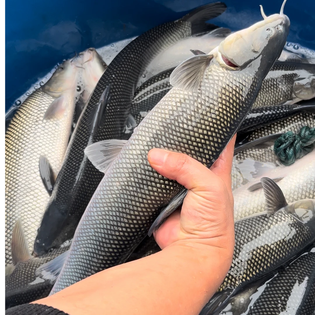 四川 淡水银鳕鱼 鱼苗  淡水养殖