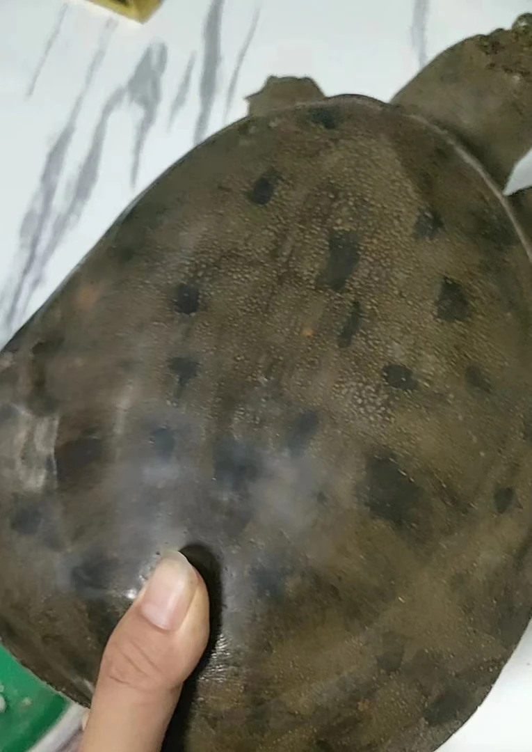 原生态自然生长土甲鱼