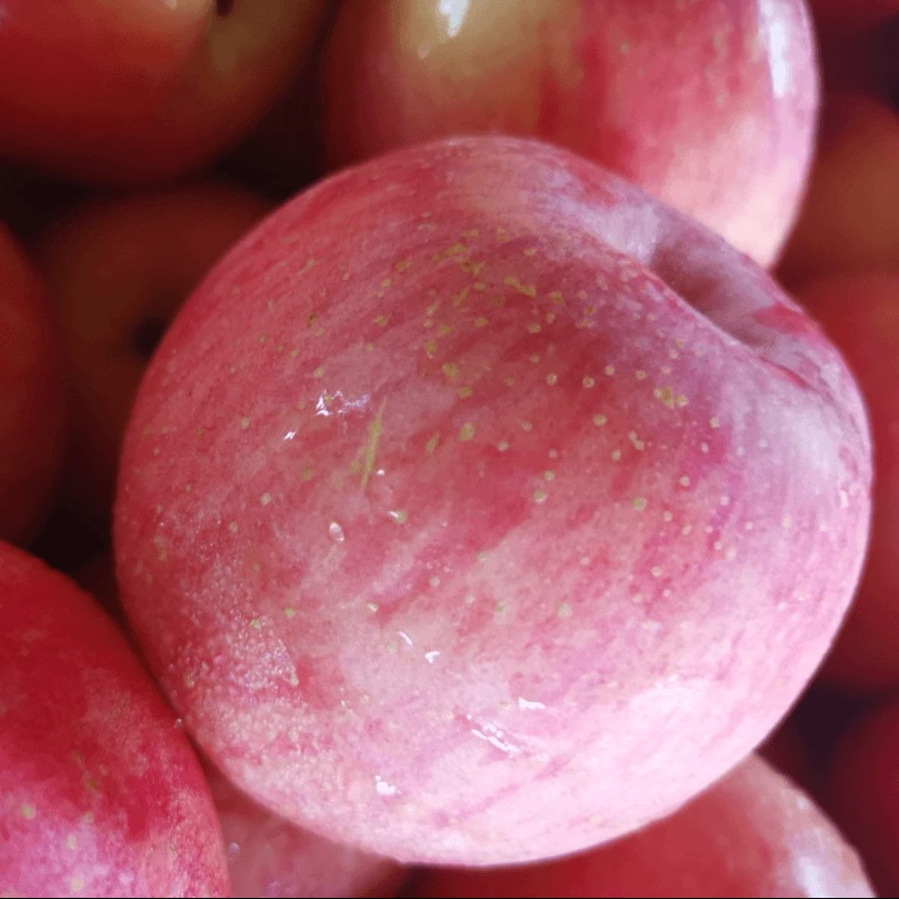 当季新鲜水果红富士5斤当季水果苹果 香甜可口肉厚多汁电商盒发货