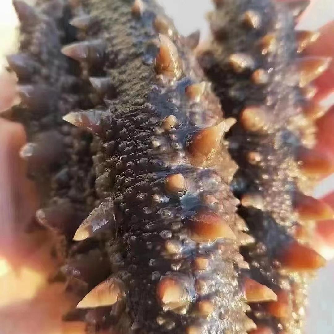 7-9年鲜食参王（5-8头）口感脆弹