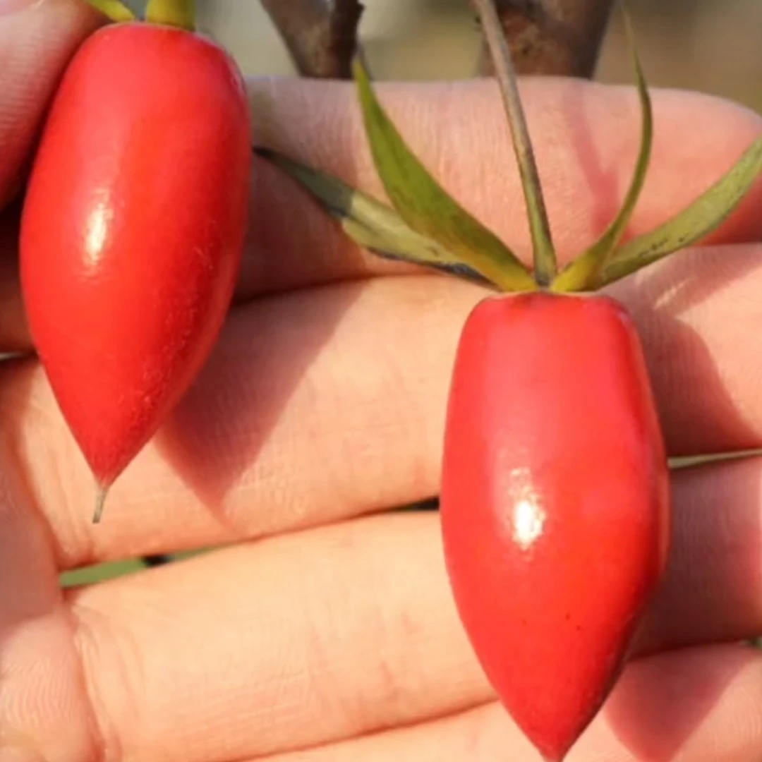 老鸦柿原生母桩。