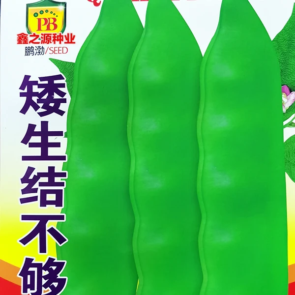 矮生结不够油豆角种子无需搭架耐低温耐高温耐弱光耐干旱豆角籽种