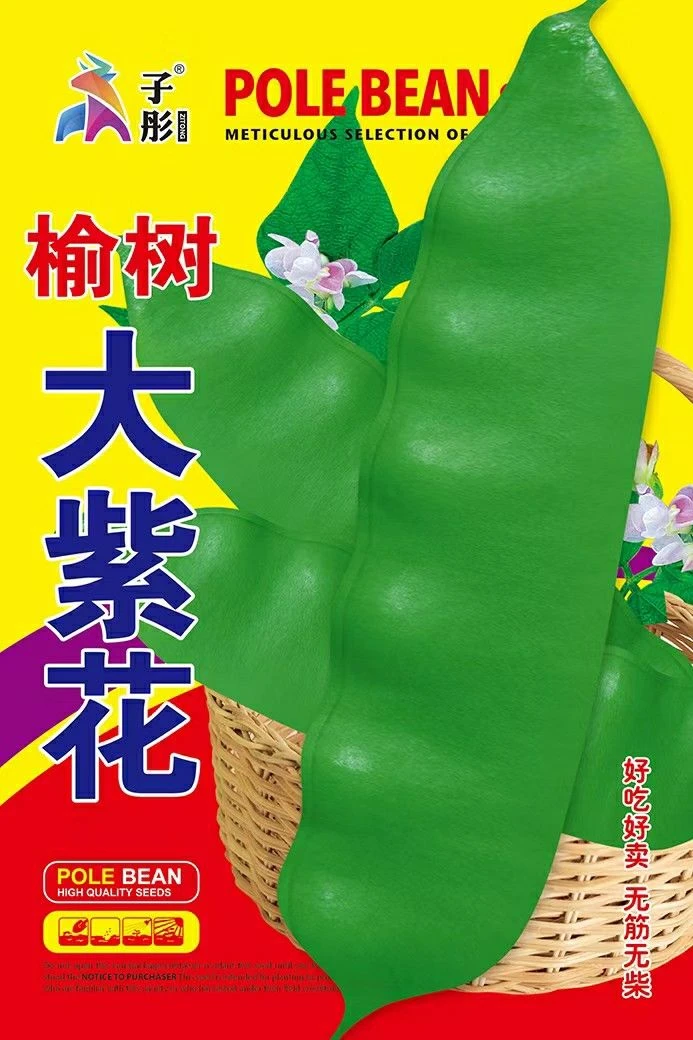 榆树大紫花油豆角种子好吃好卖无筋无柴早熟高产豆角籽种