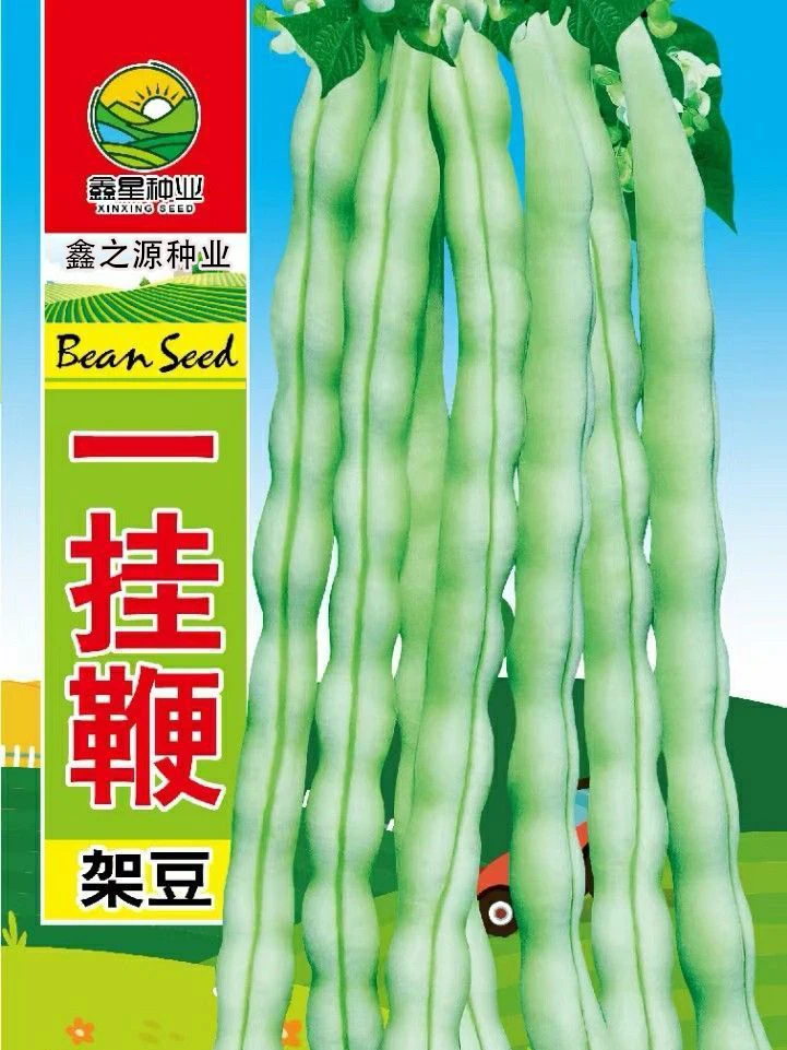 一挂鞭架豆豆角种子无筋无柴产量高品质优春秋长豆角肉厚豆角籽种