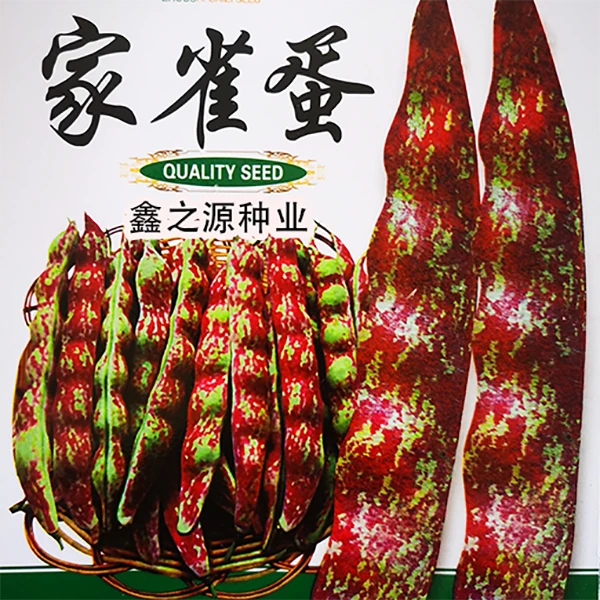 家雀蛋豆角种子早熟抗病东北优质豆角籽种适合速冻保鲜加工豆角子