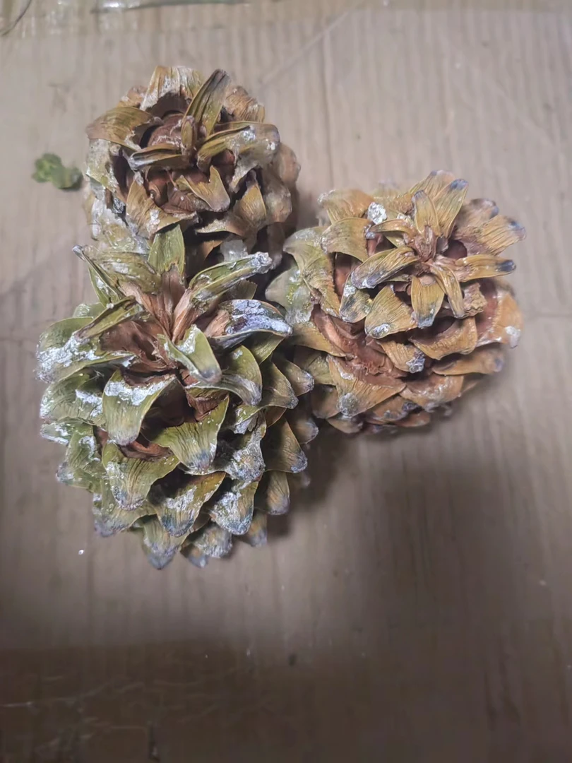 黑龙江牡丹江市野生大松籽