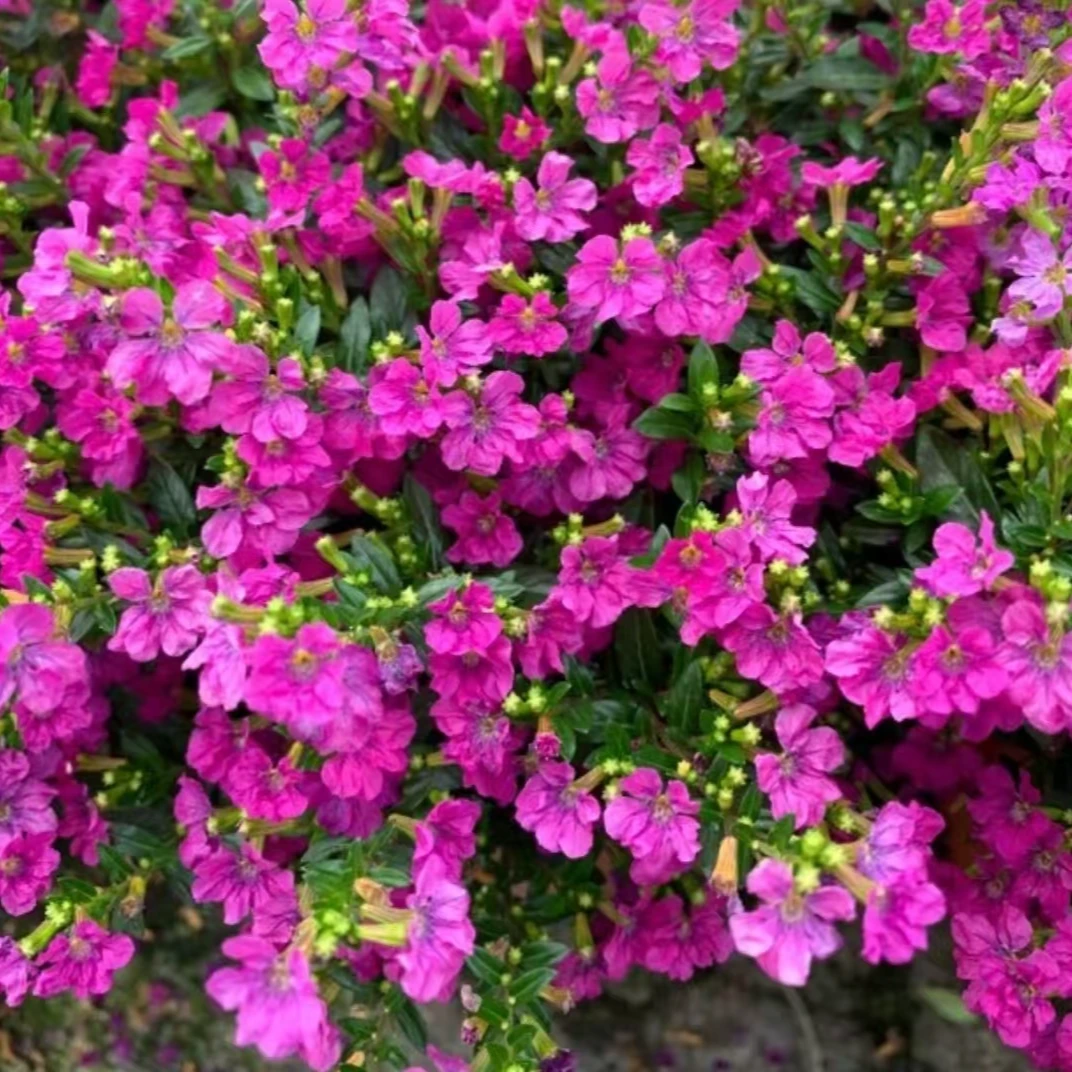新品2加仑玫瑰满天星植物花卉萼距花四季开花耐热耐寒多年生