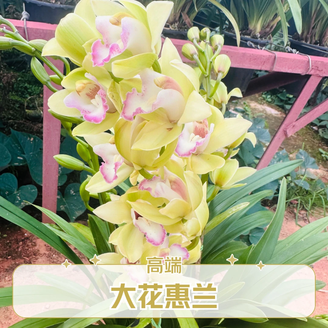 (君兰花卉-钢琴家）君兰壮苗 大花惠兰