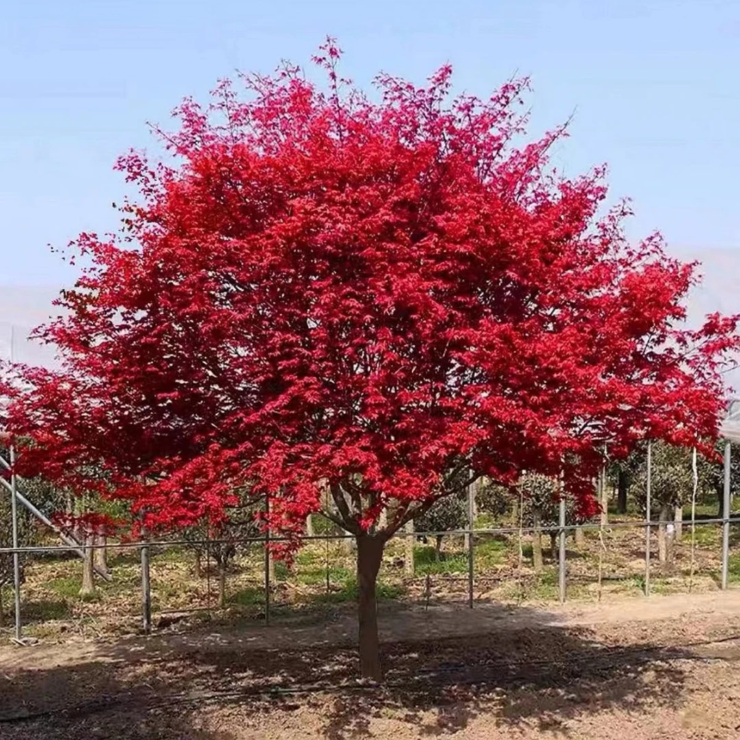红枫羽毛枫外山木绣球罗汉松红梅盆景苗