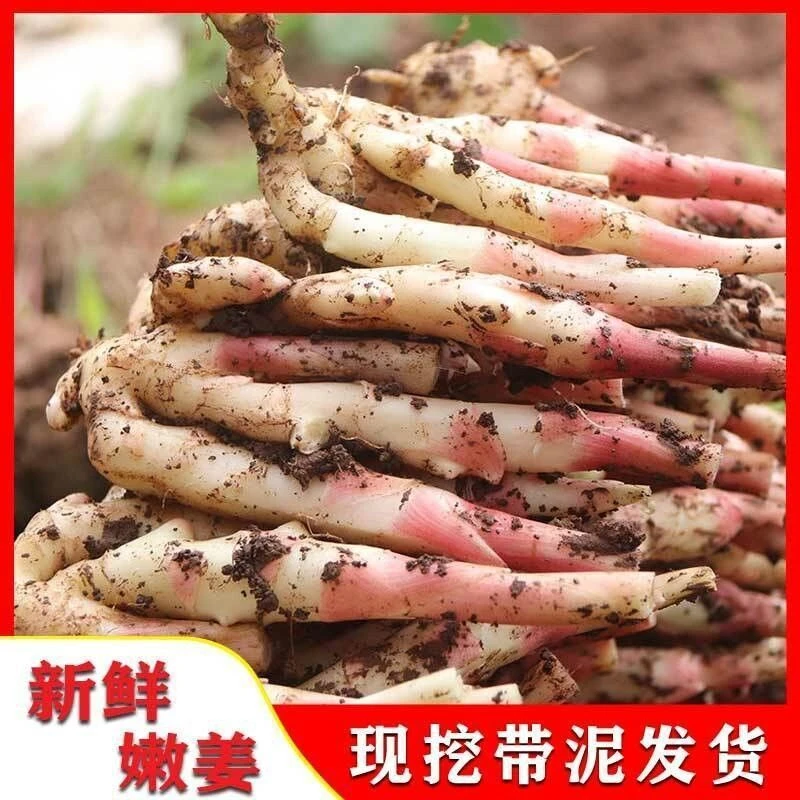 脆嫩红芽姜小黄姜嫩姜新鲜生姜蔬菜泡子姜现挖当季正宗腌制生姜