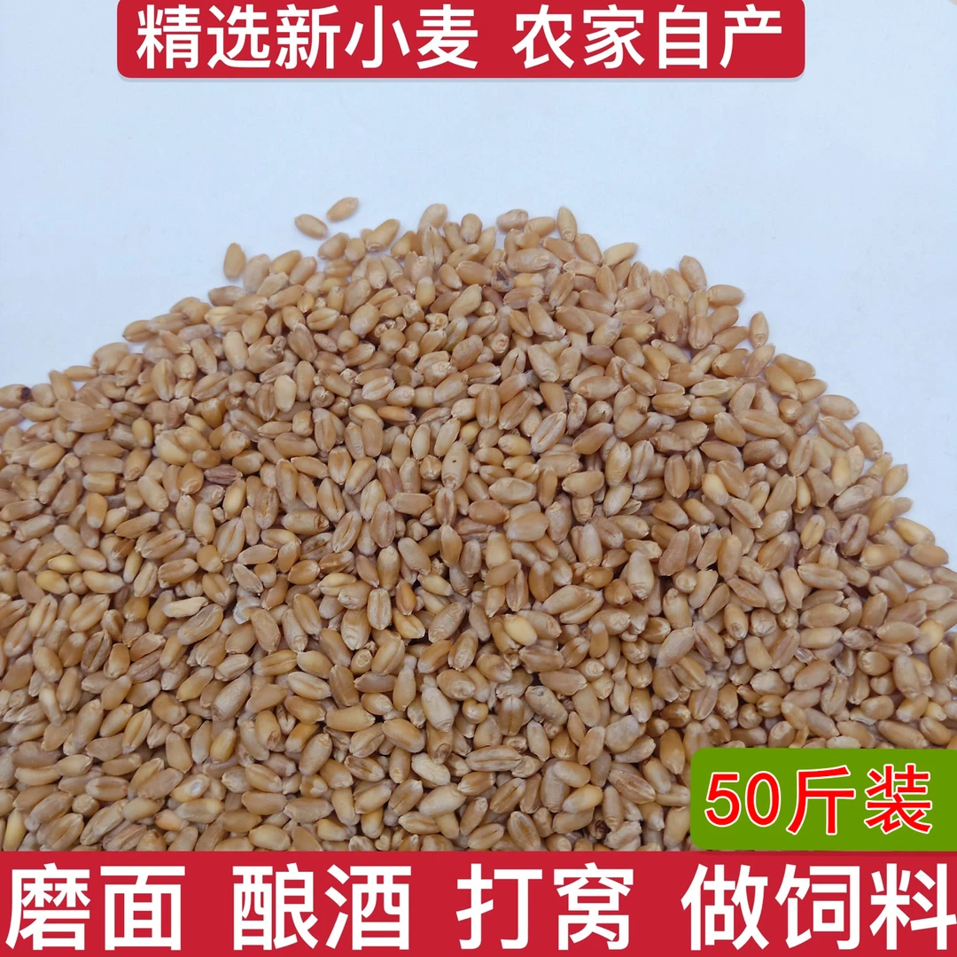 农家自产优质小麦粒磨面做麦酱发麦苗小麦草种子鸽粮鸽子饲料50斤