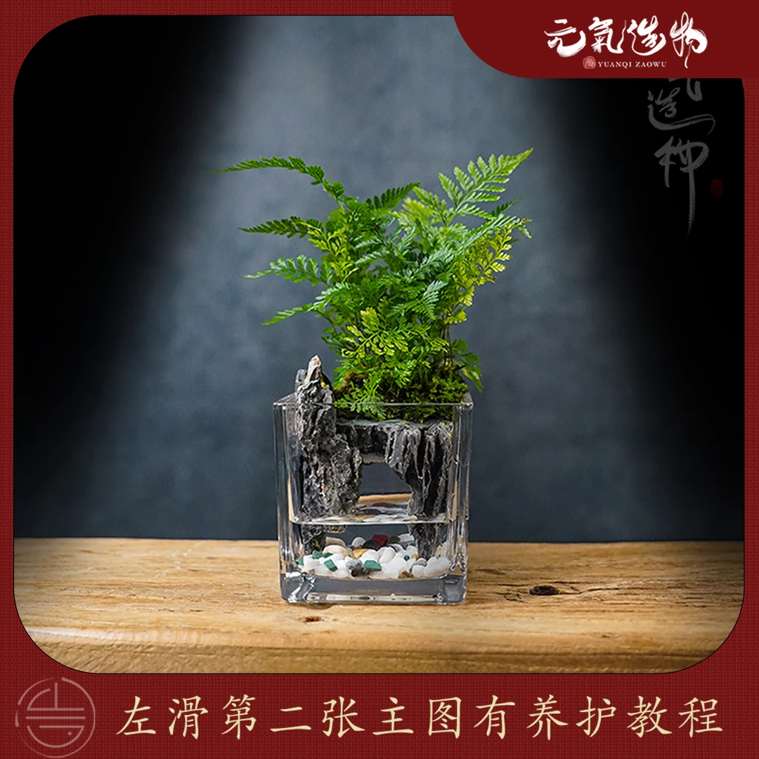 【爆款】蕨plus—狼尾蕨绿植造景成品真植物【10*10】