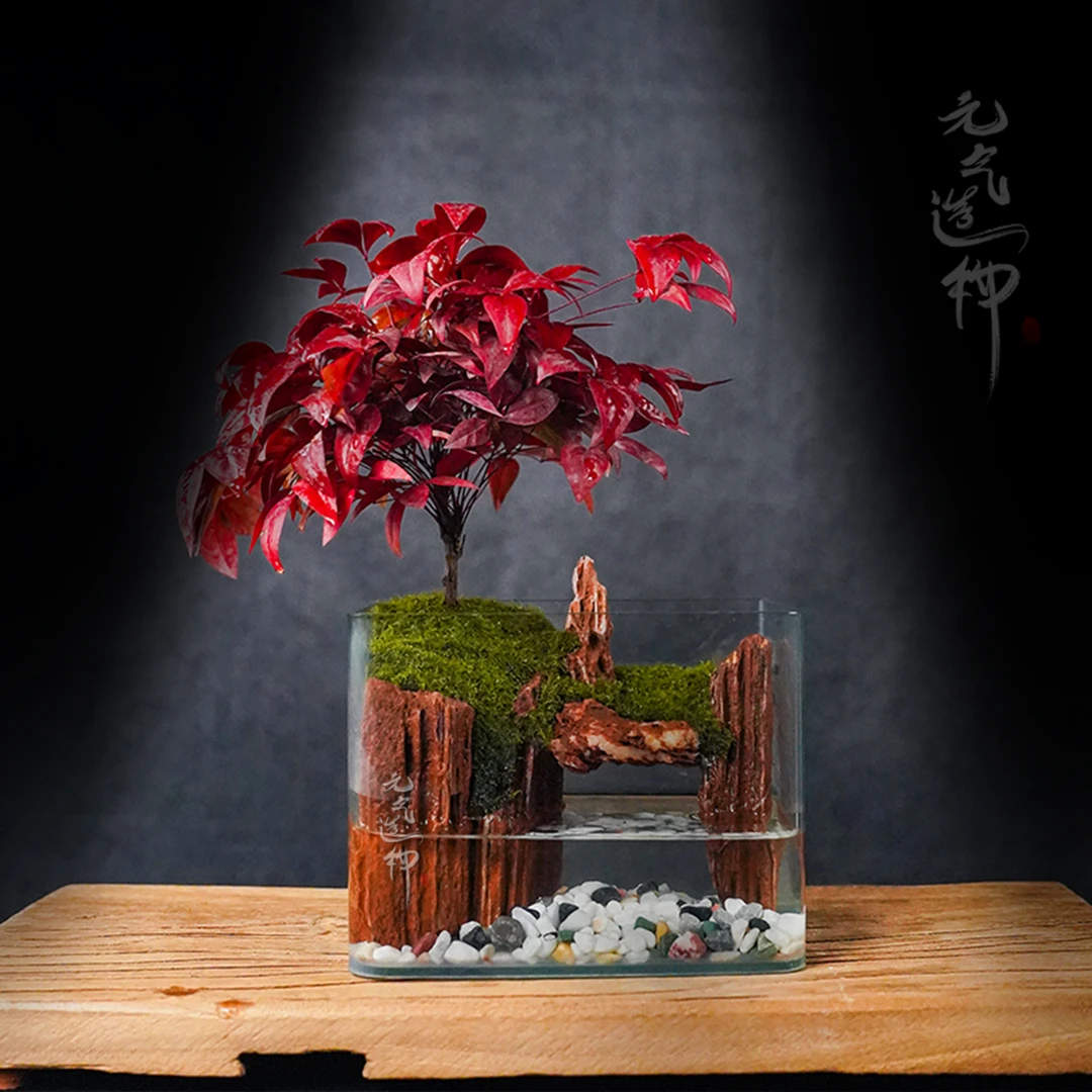 【限量】江山—火焰南天竹绿植中式造景成品真植物18*12*14