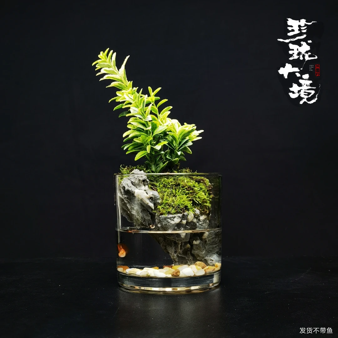 [龙牙]金边黄杨成品创意绿植室内桌面微景观10*10cm