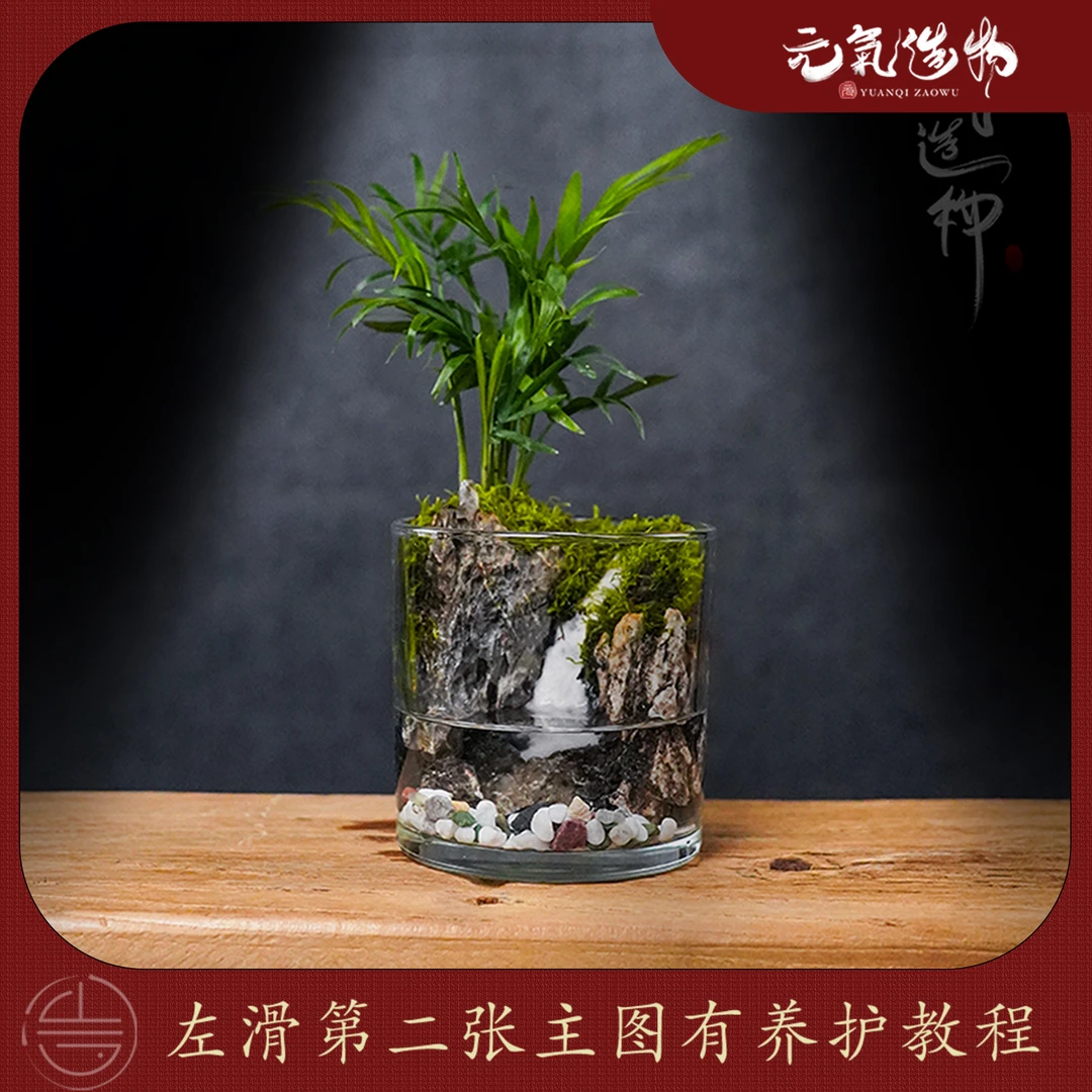 【新品】云瀑—袖珍椰子创意桌面微景观【尺寸：12*12】