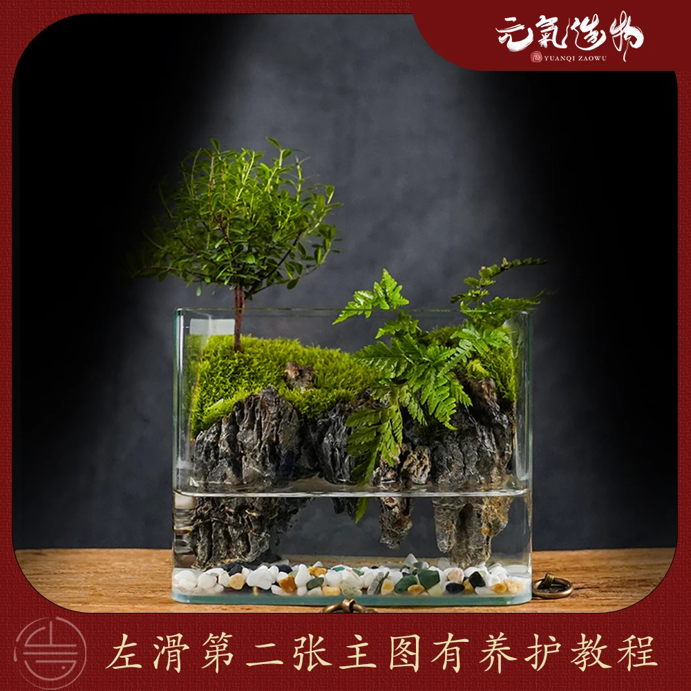 【爆款】云台山上—赤楠狼尾蕨绿植造景成品真植物20*16*14