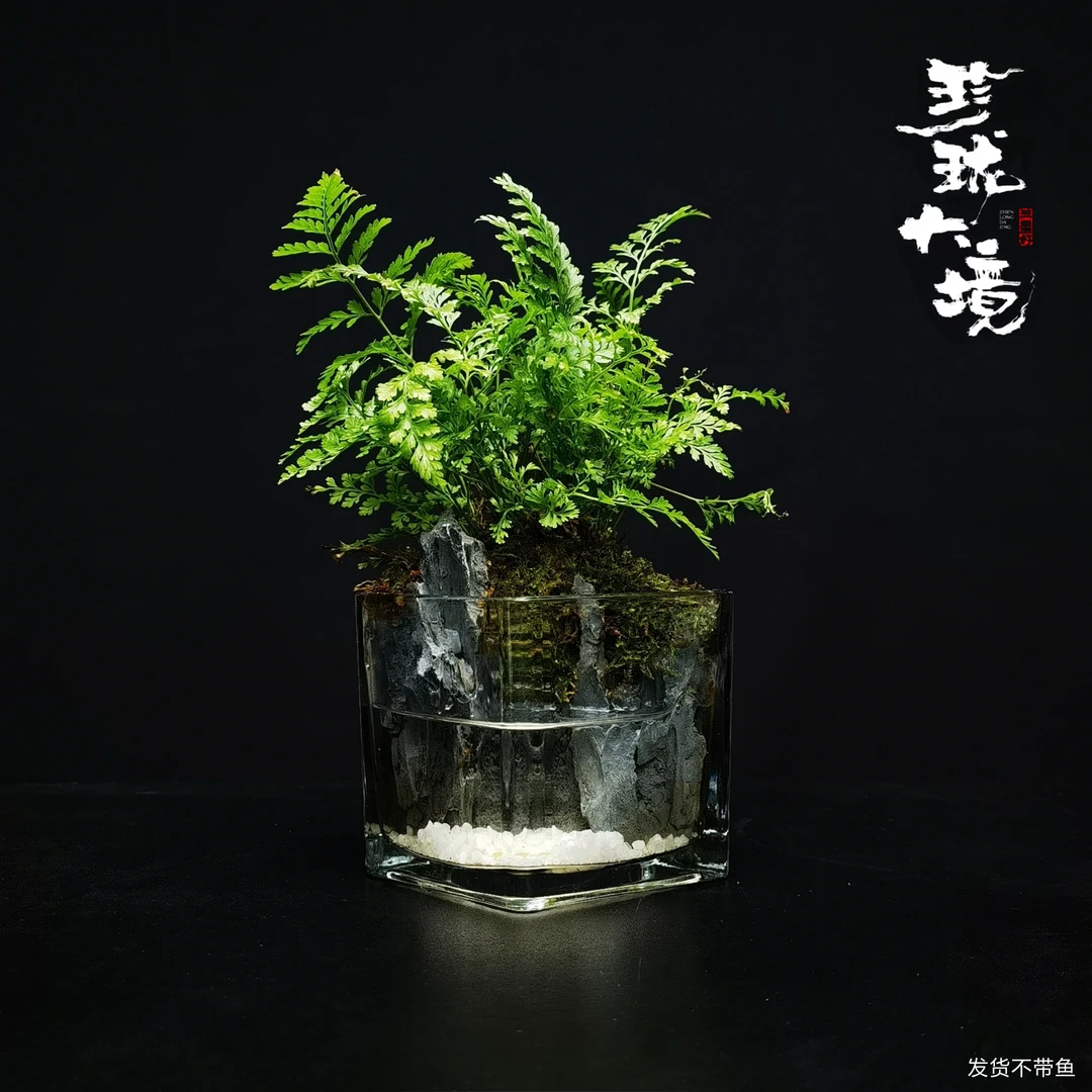 [狼尾杯]狼尾蕨成品创意绿植室内桌面微景观8*8*8cm